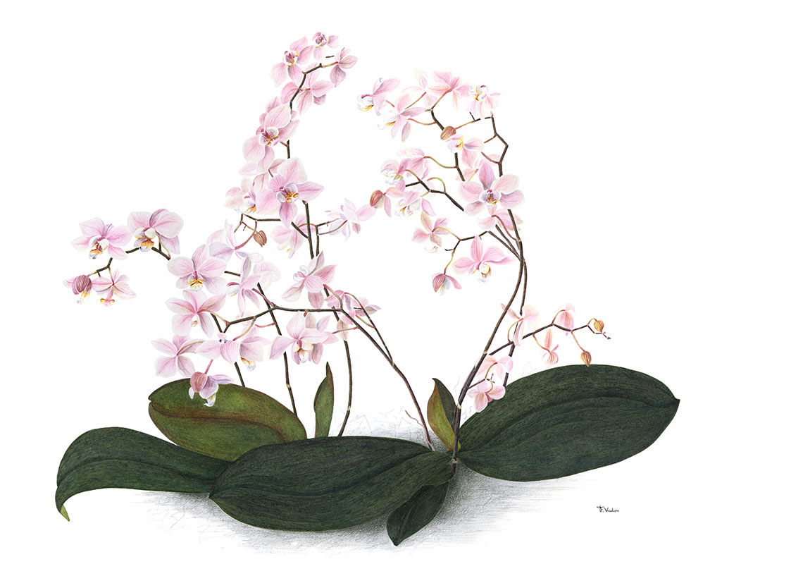 orchidée aquarelle