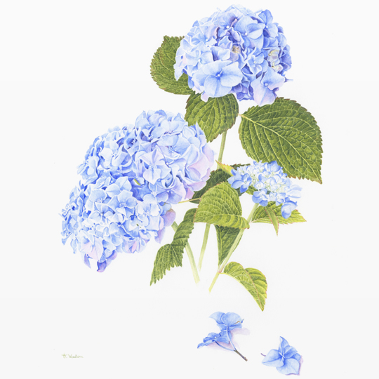 hortensia