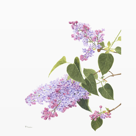 lilas