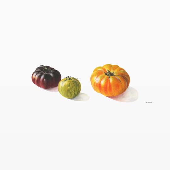 tomates
