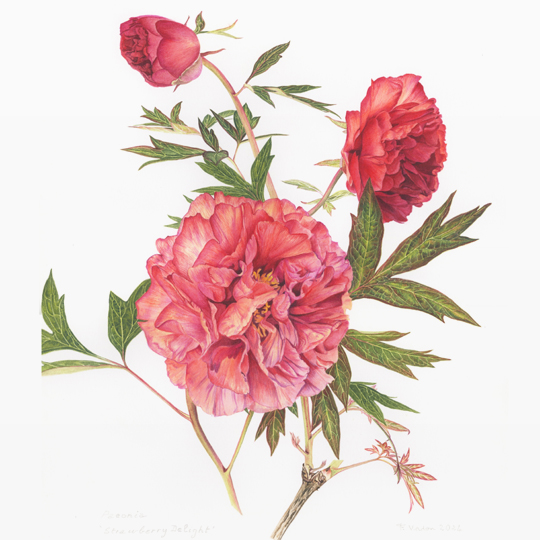 pivoinestrawberrydelight