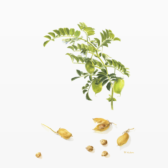 poischiche