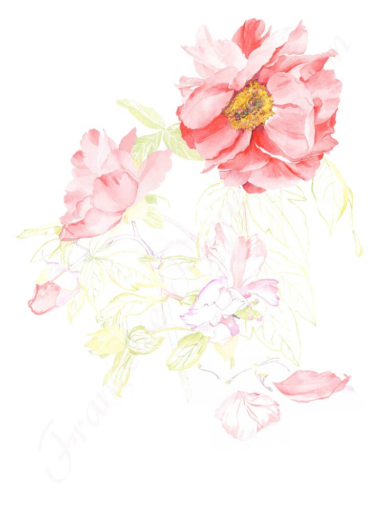 Pivoine aquarelle en cours étape 2