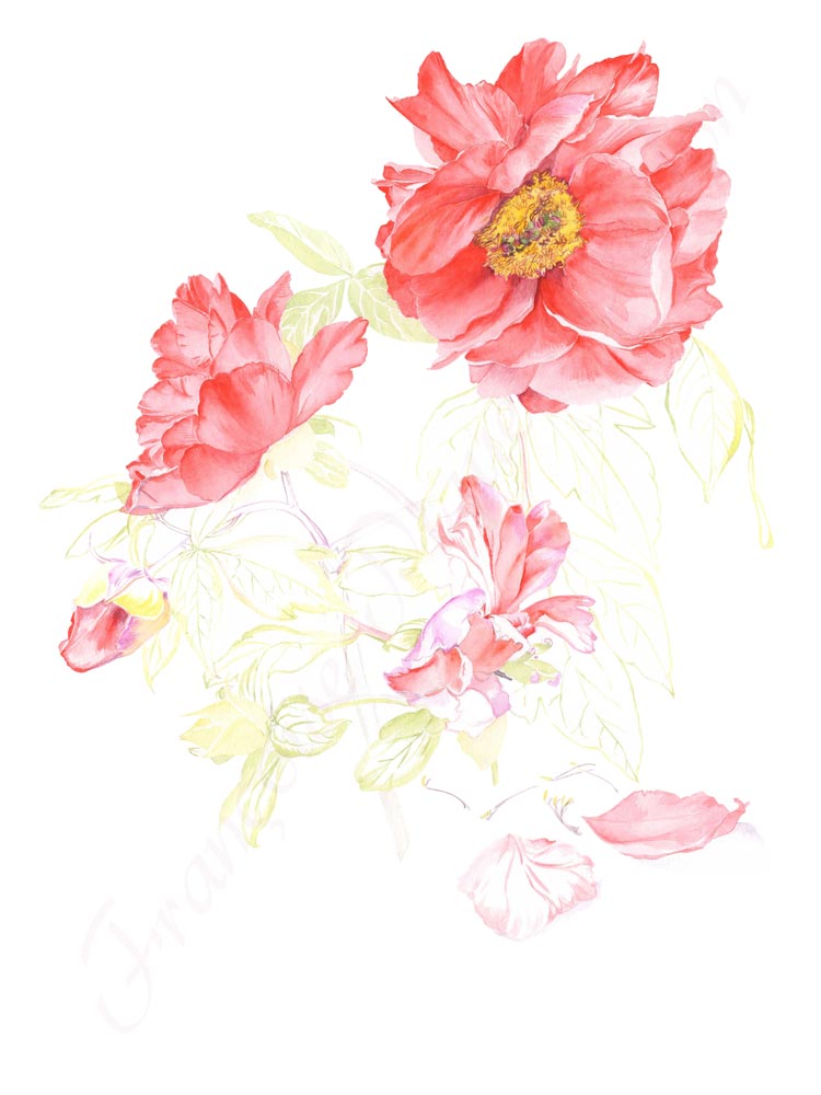 Pivoine aquarelle en cours étape 3