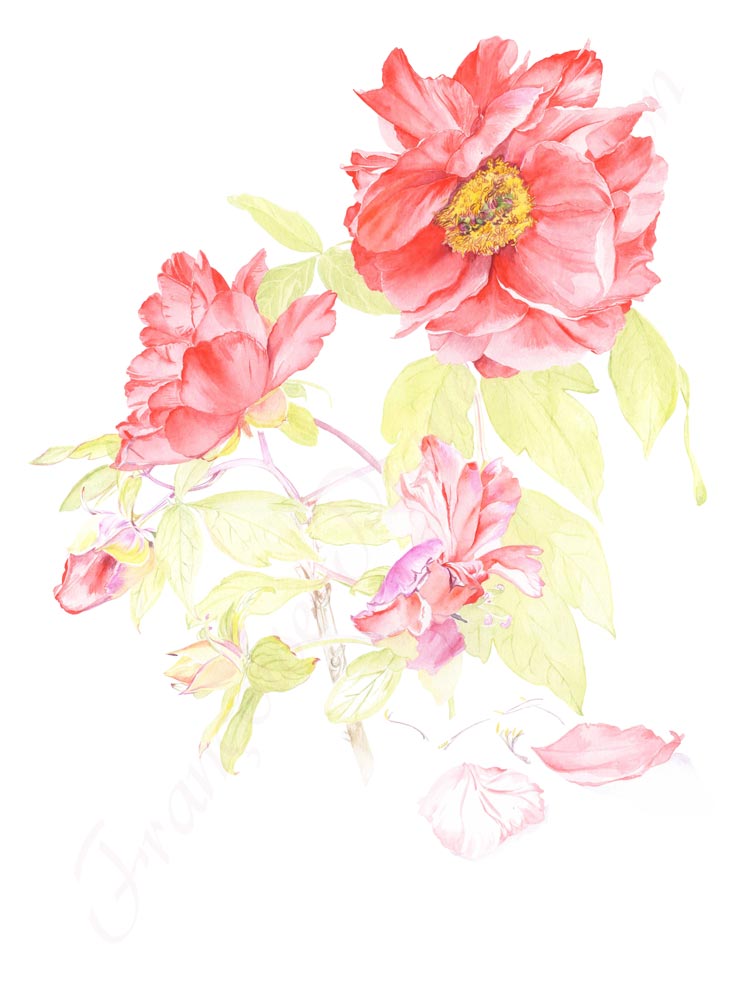 Pivoine aquarelle en cours étape 4