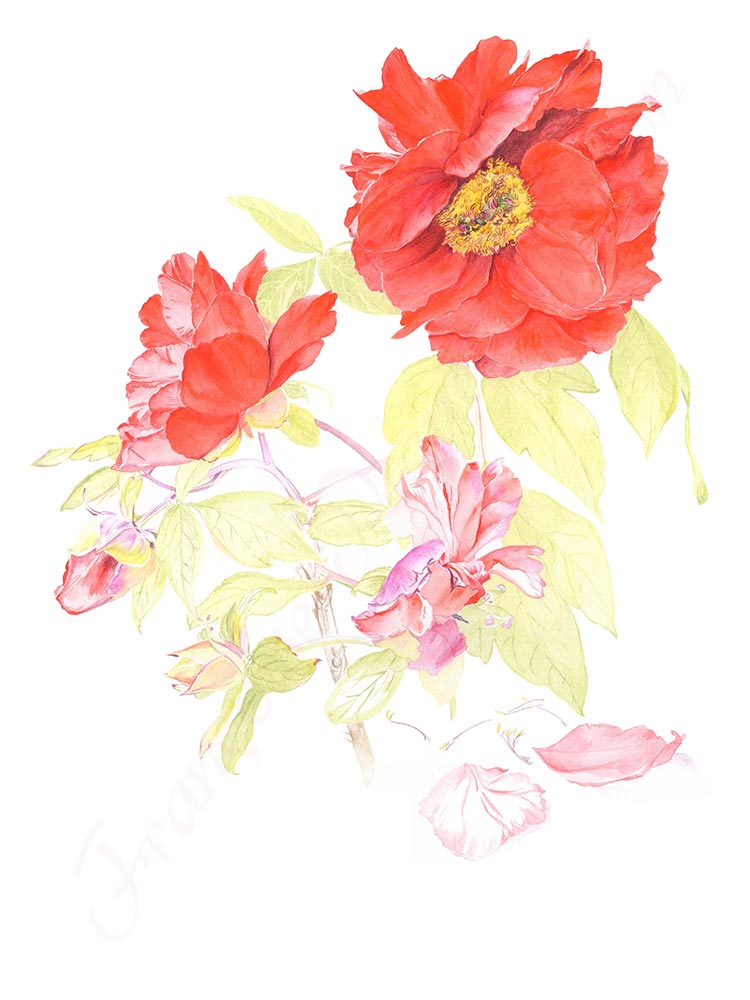 Pivoine aquarelle en cours étape 5