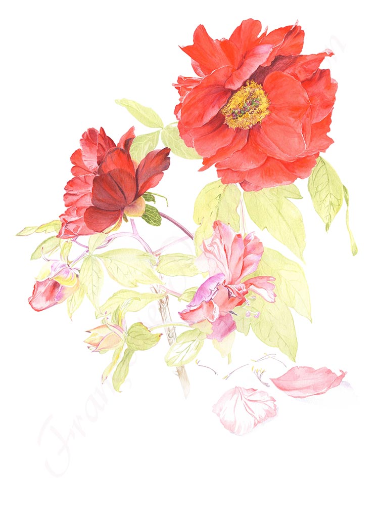 Pivoine aquarelle en cours étape 6