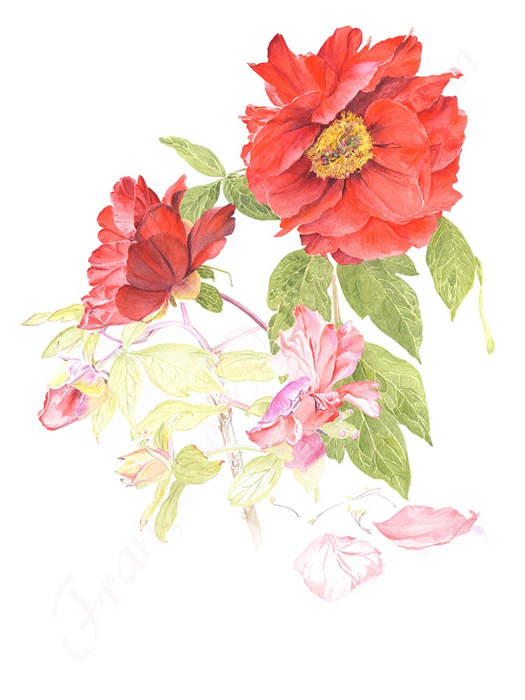 Pivoine aquarelle en cours étape 7