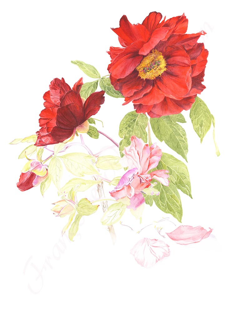 Pivoine aquarelle en cours étape 9