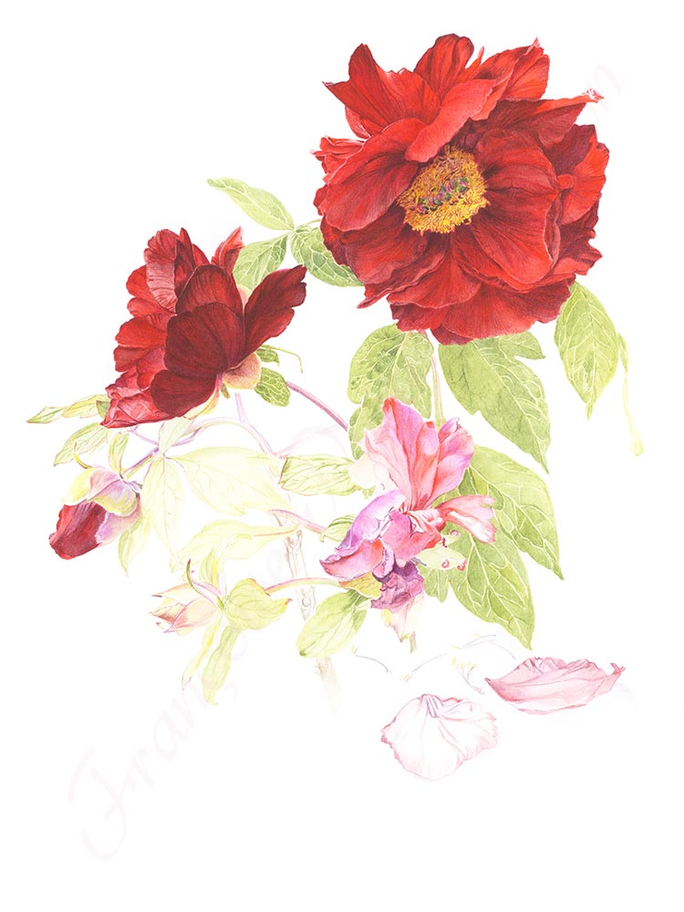 Pivoine aquarelle en cours étape 10