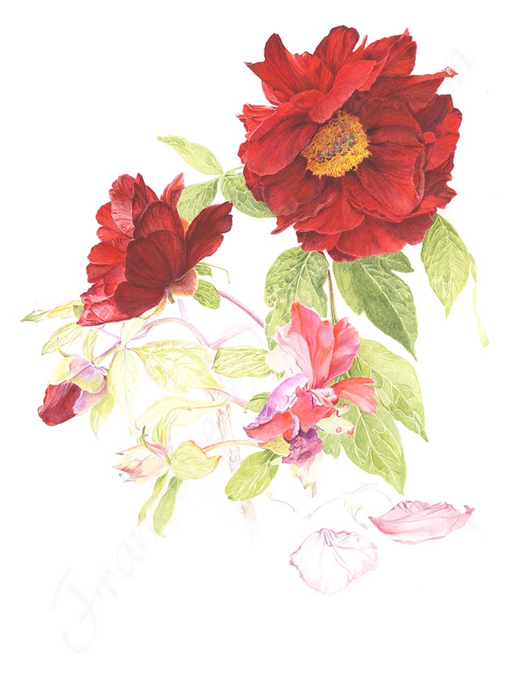 Pivoine aquarelle en cours étape 11