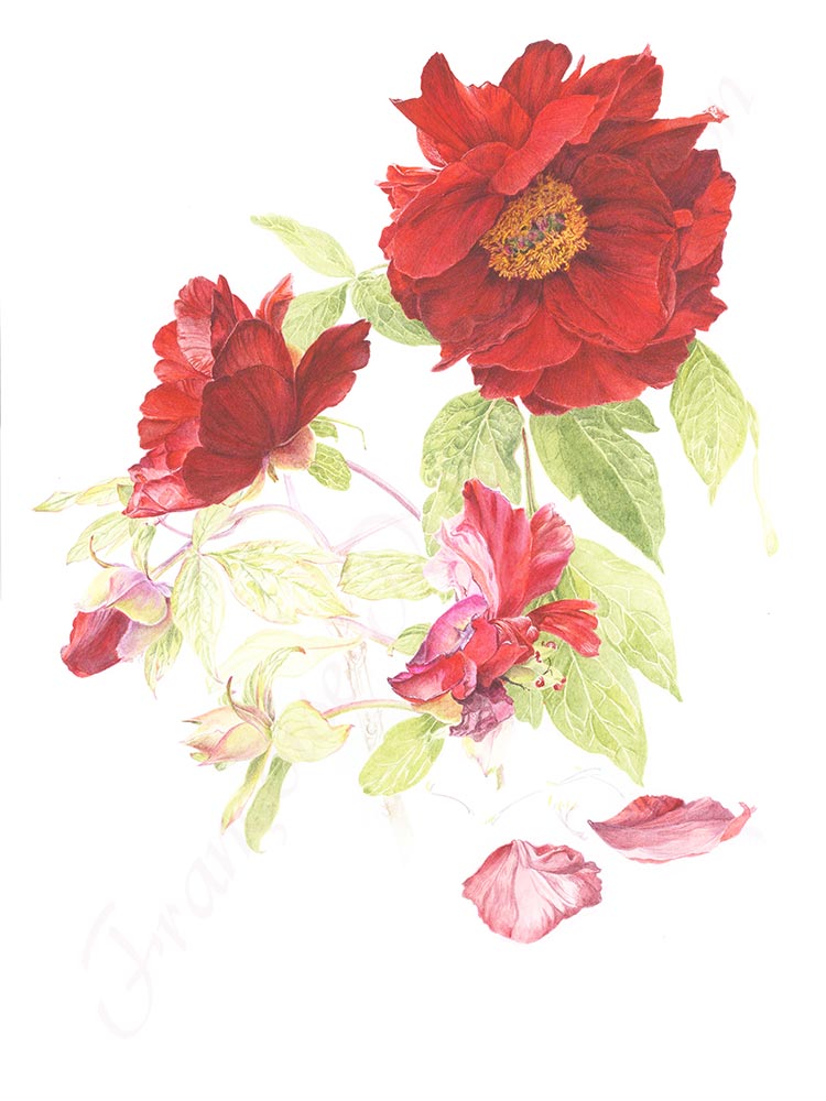 Pivoine aquarelle en cours étape 12