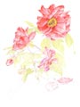 Pivoine aquarelle en cours aperçu étape 4