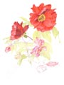 Pivoine aquarelle en cours aperçu étape 6