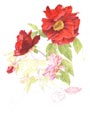 Pivoine aquarelle en cours aperçu étape 9