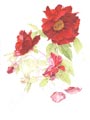 Pivoine aquarelle en cours aperçu étape 12